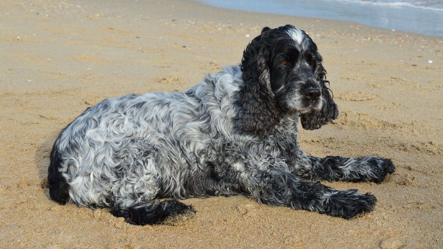 A Cocker Spaniel dog lying on beach sand, enjoying the summer outdoors.