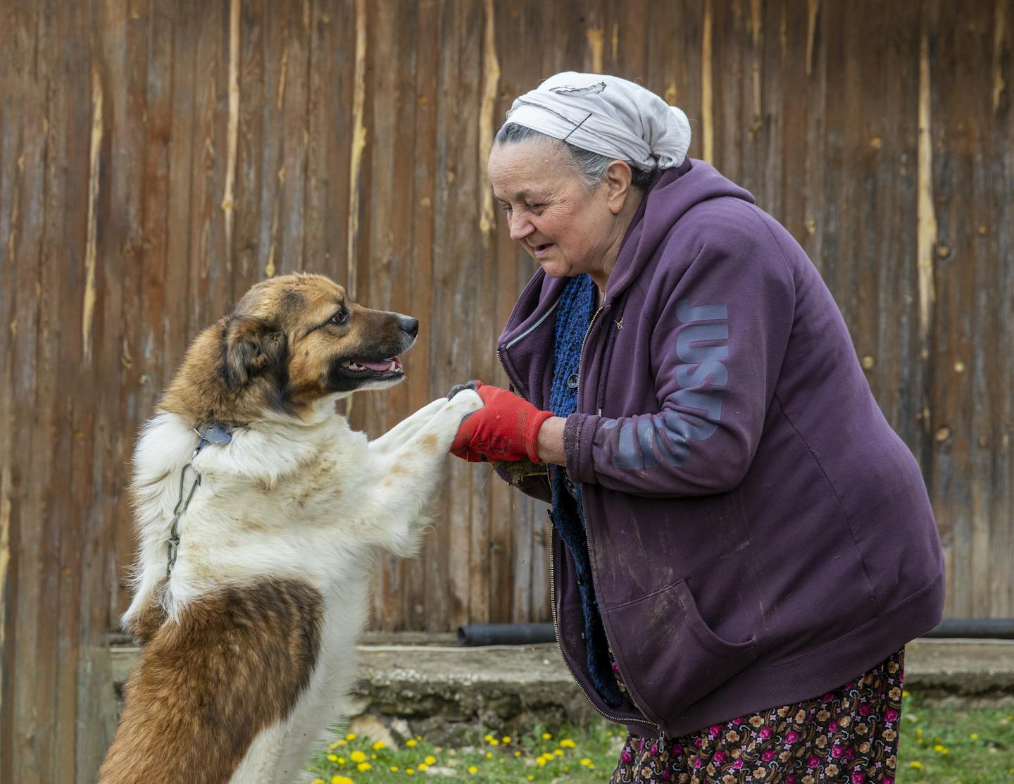 A senior woman shares a tender moment with her dog outdoors, showcasing a strong human-animal connection.