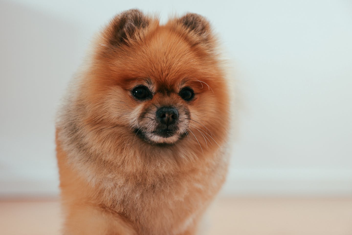 Adorable Pomeranian dog with fluffy orange fur indoors, front view.