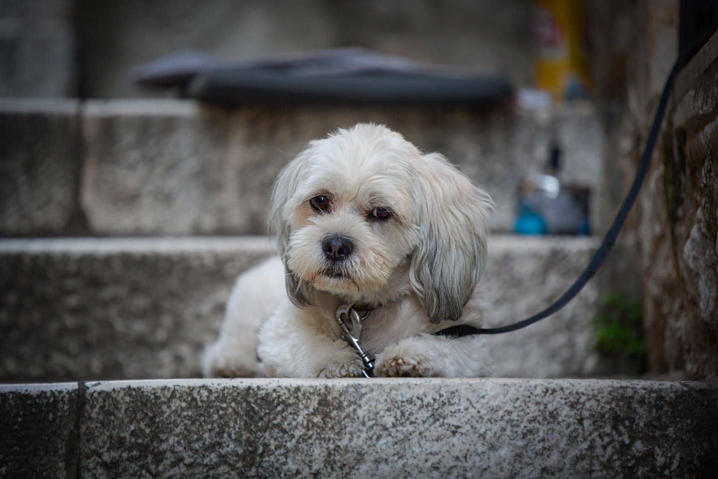 Close-up of a cute Havanese dog lounging on stone steps. Perfect for pet and animal photography lovers.