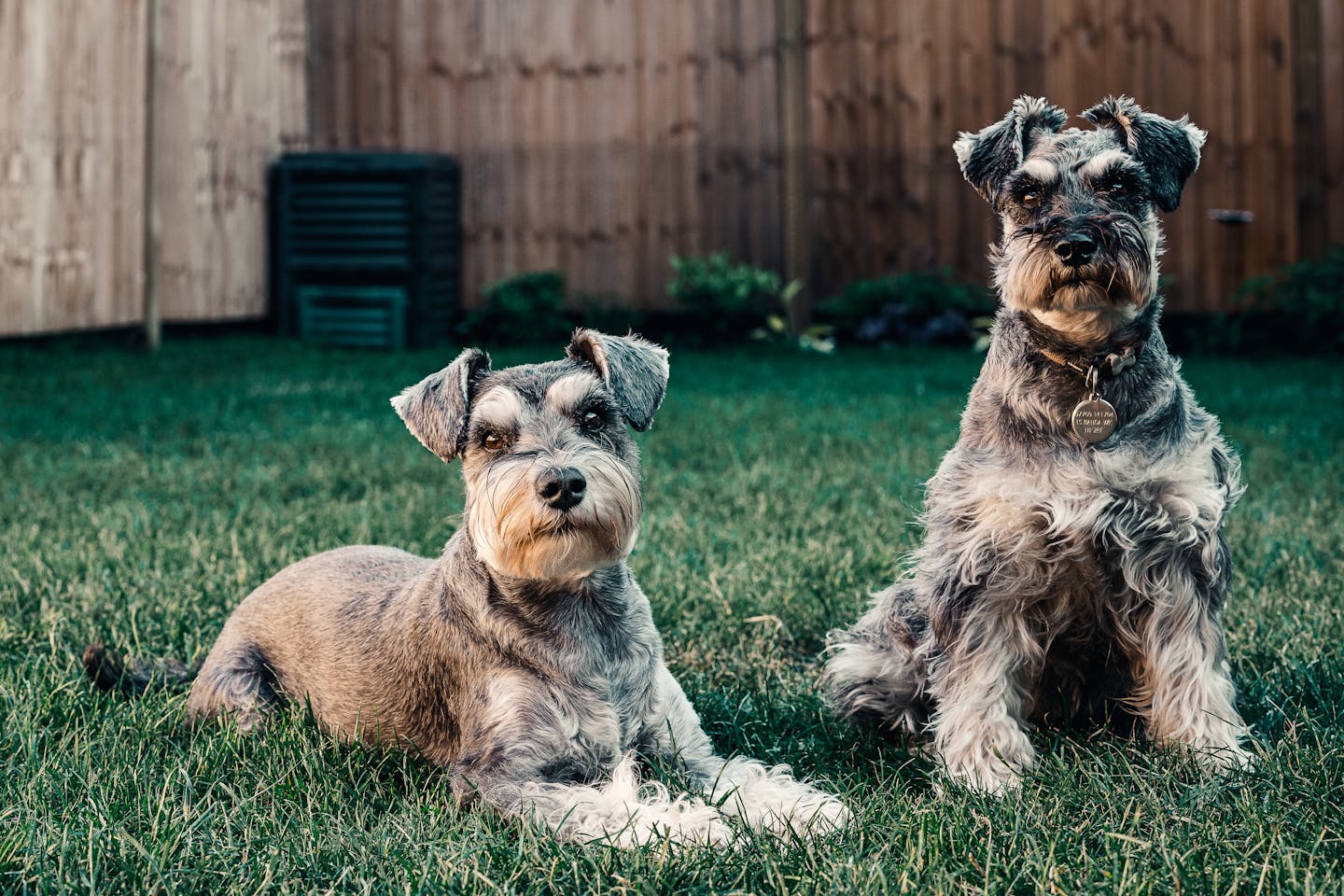 Two Schnauzers enjoying a sunny day in a London garden.