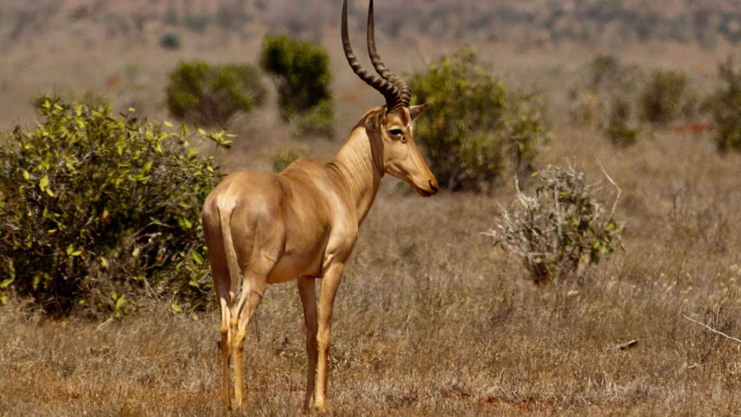 15 Incredibly Rare Mammals You’ve Probably Never Seen—And Where to Find Them
