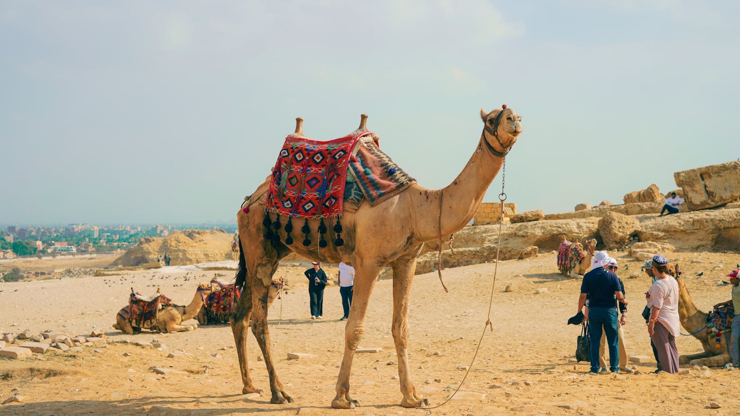 Camel standing in Giza desert with tourists around large pyramids.