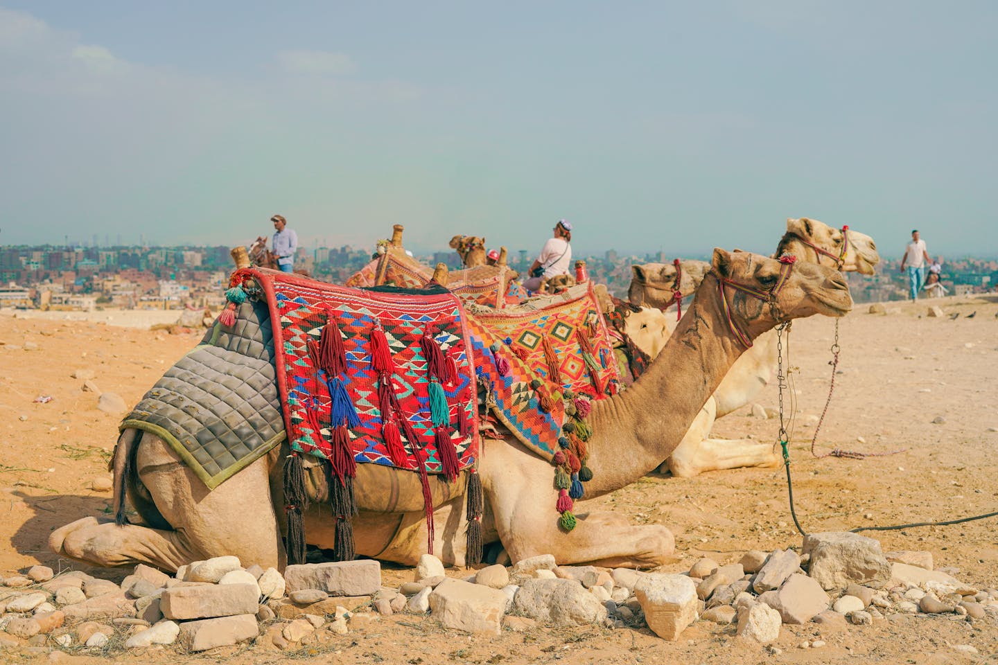 Camels with vibrant saddles resting in Giza desert near the Pyramids, Egypt.