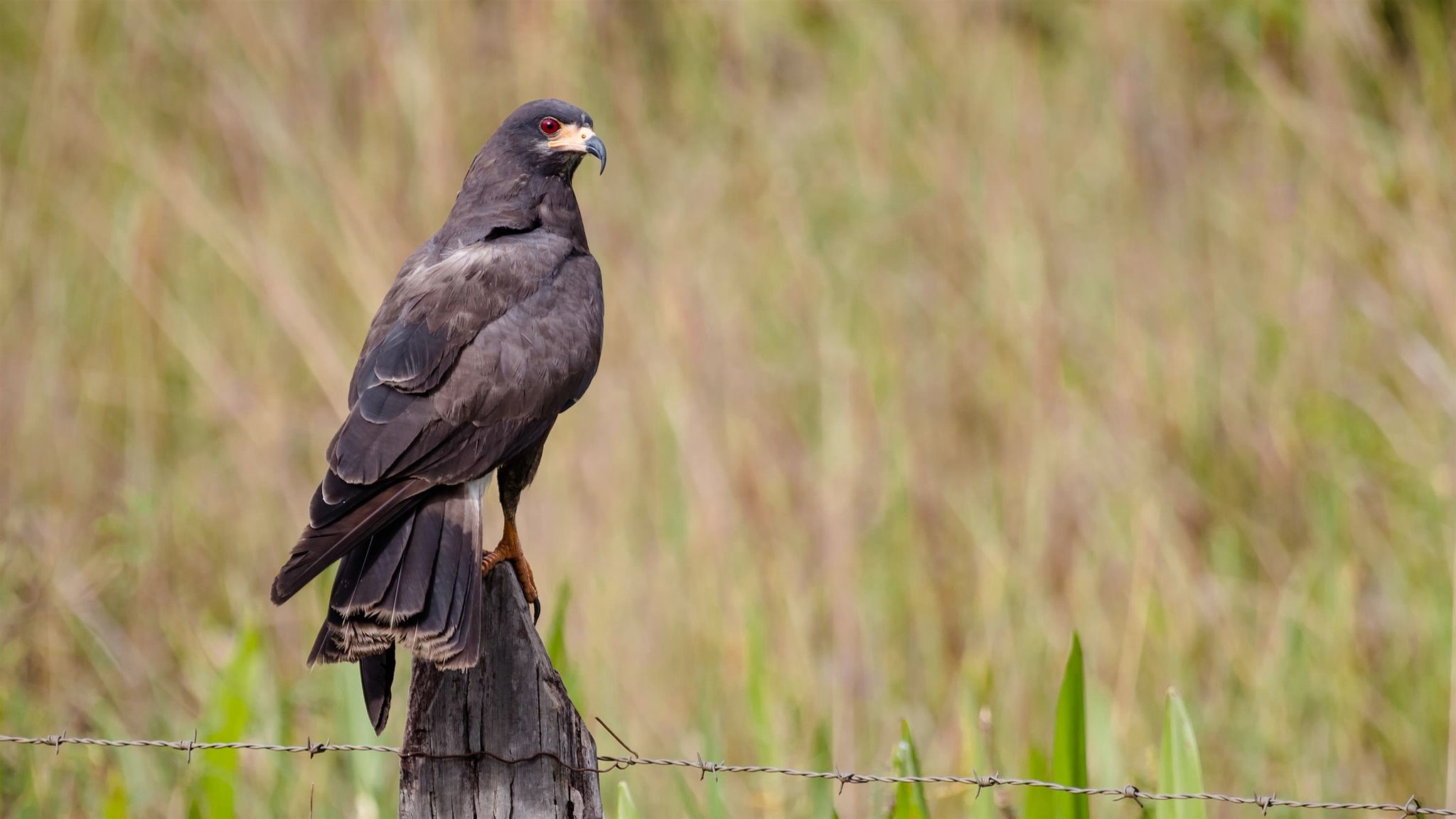10 Wild Animals in Florida That Are on the Edge