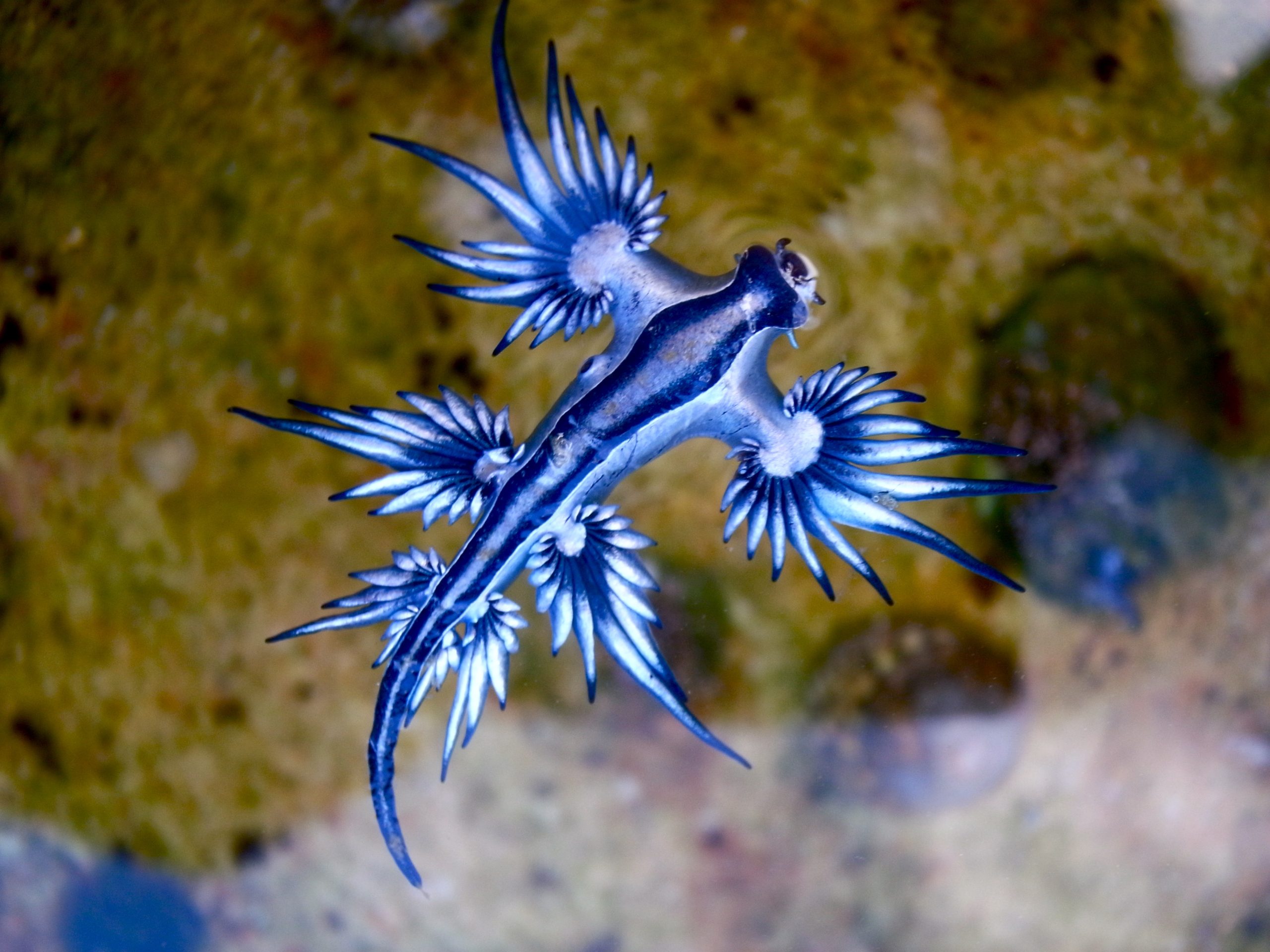 10 Endangered Animals That Look Too Magical to Be Real