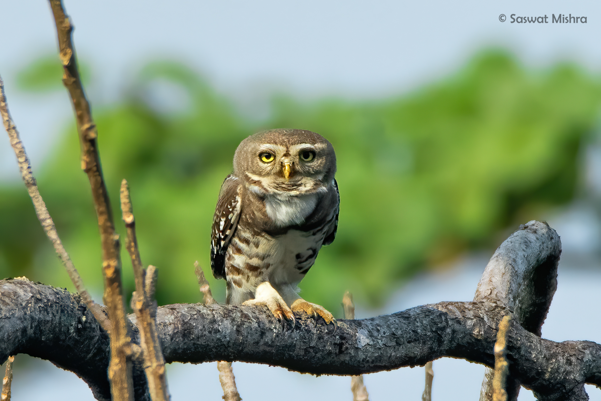 10 Rare Animals That Survived Extinction and Where to See Them