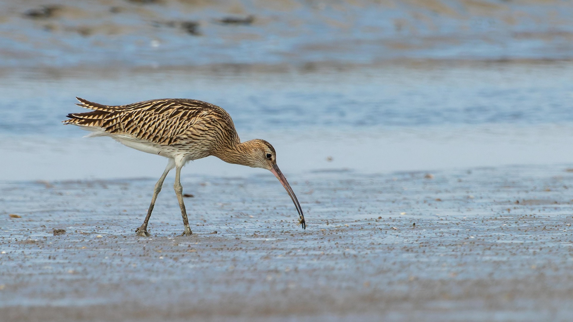 10 Rare Species in Australia That Are Fighting to Survive