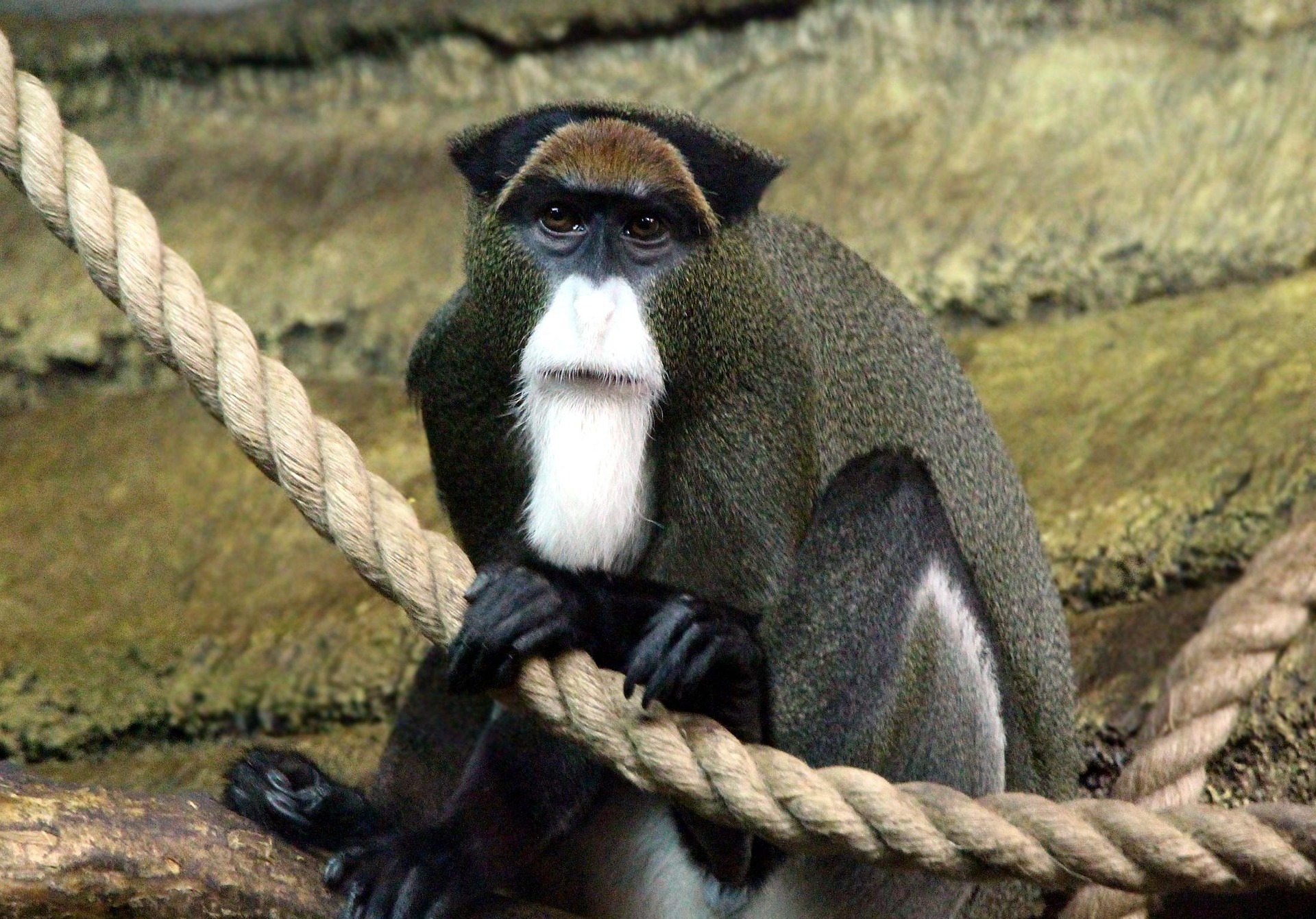 12 Endangered Creatures You Can Still See in Kenya