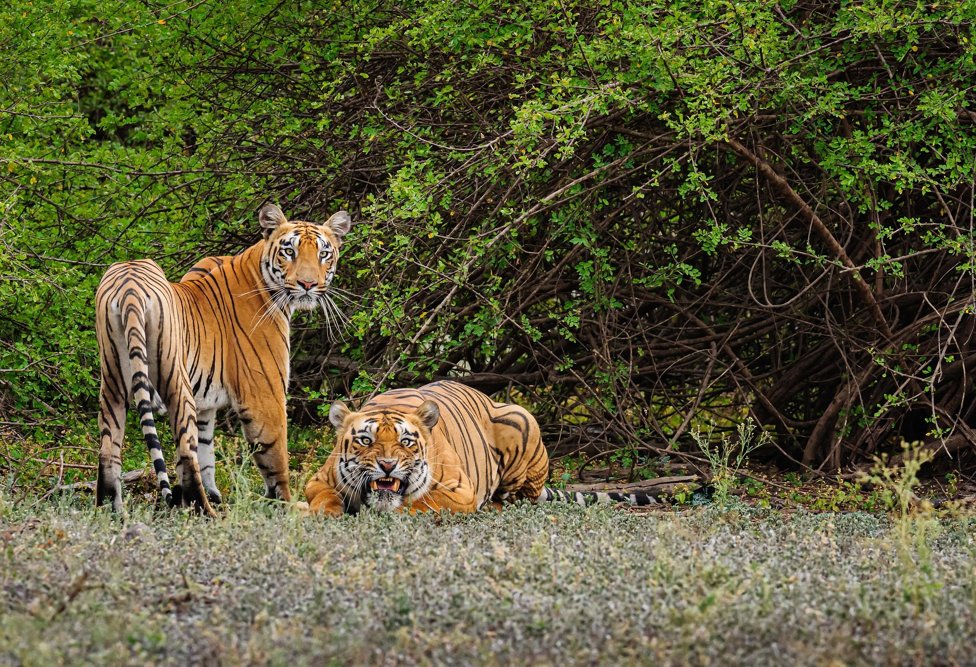 11 Places to Spot Tigers Before They Disappear