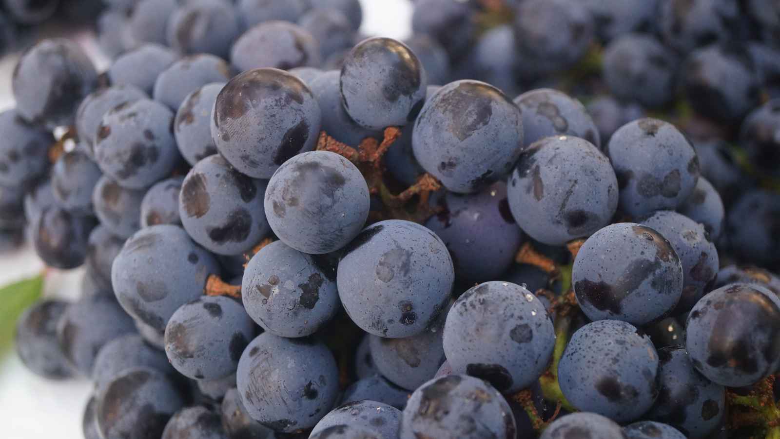 Grapes