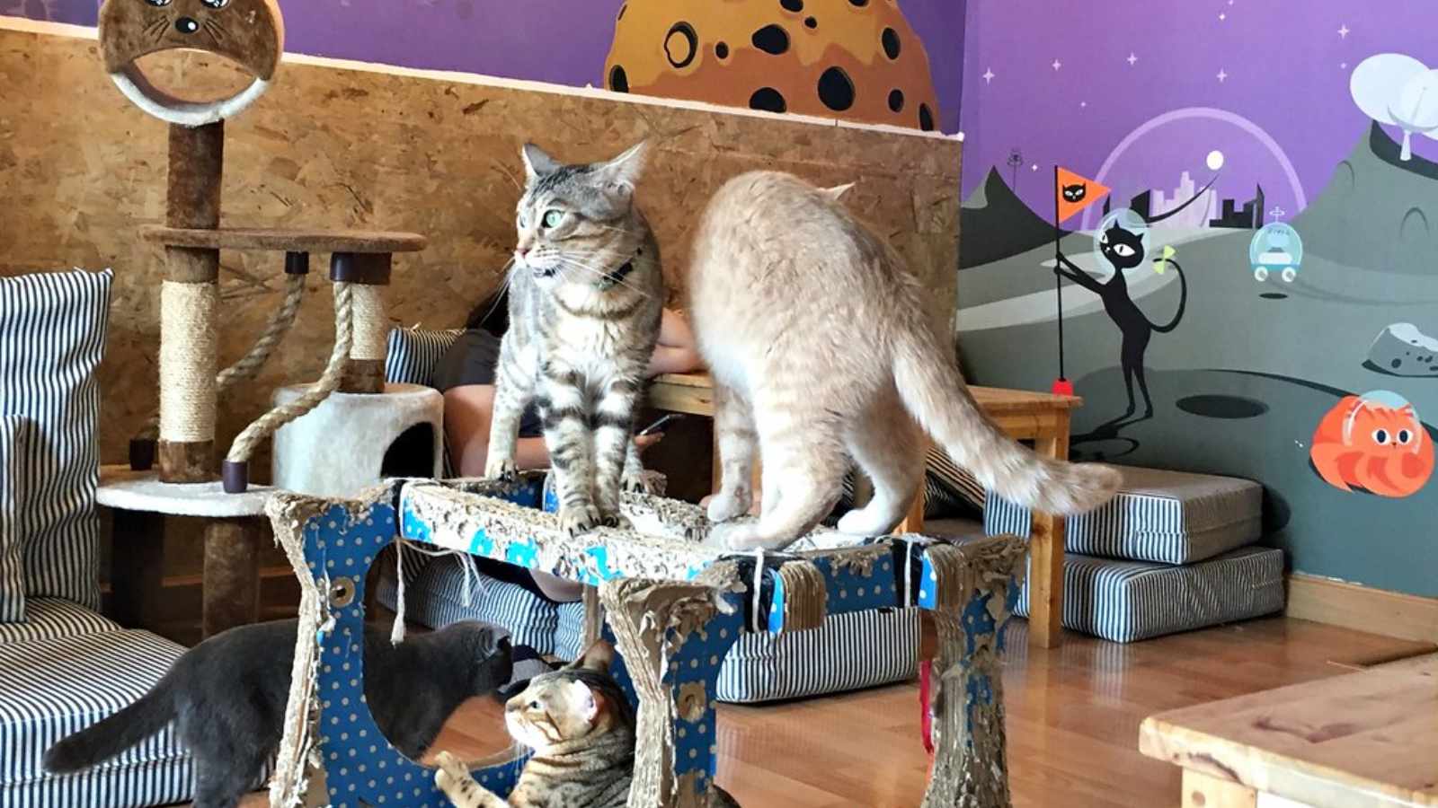 The Cat Café – United States