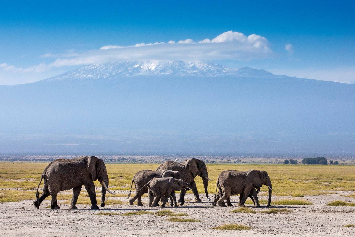 african safari