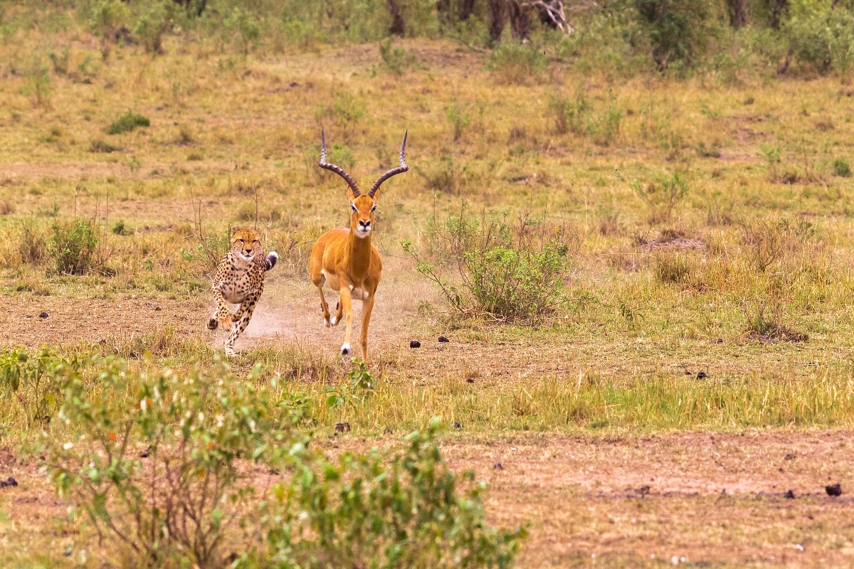 african safari aesthetic
