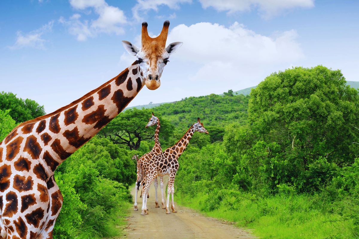 african safari theme