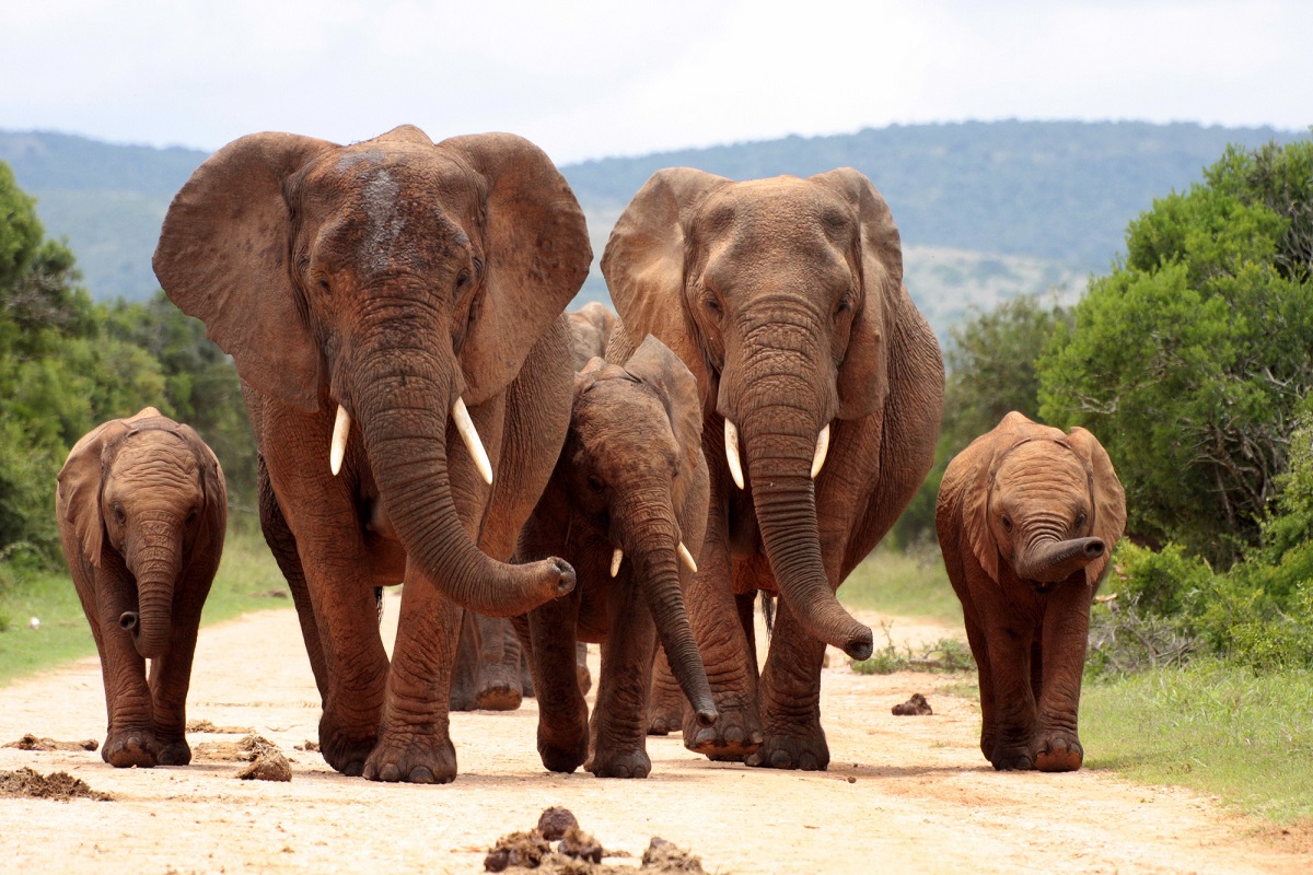 south african safari