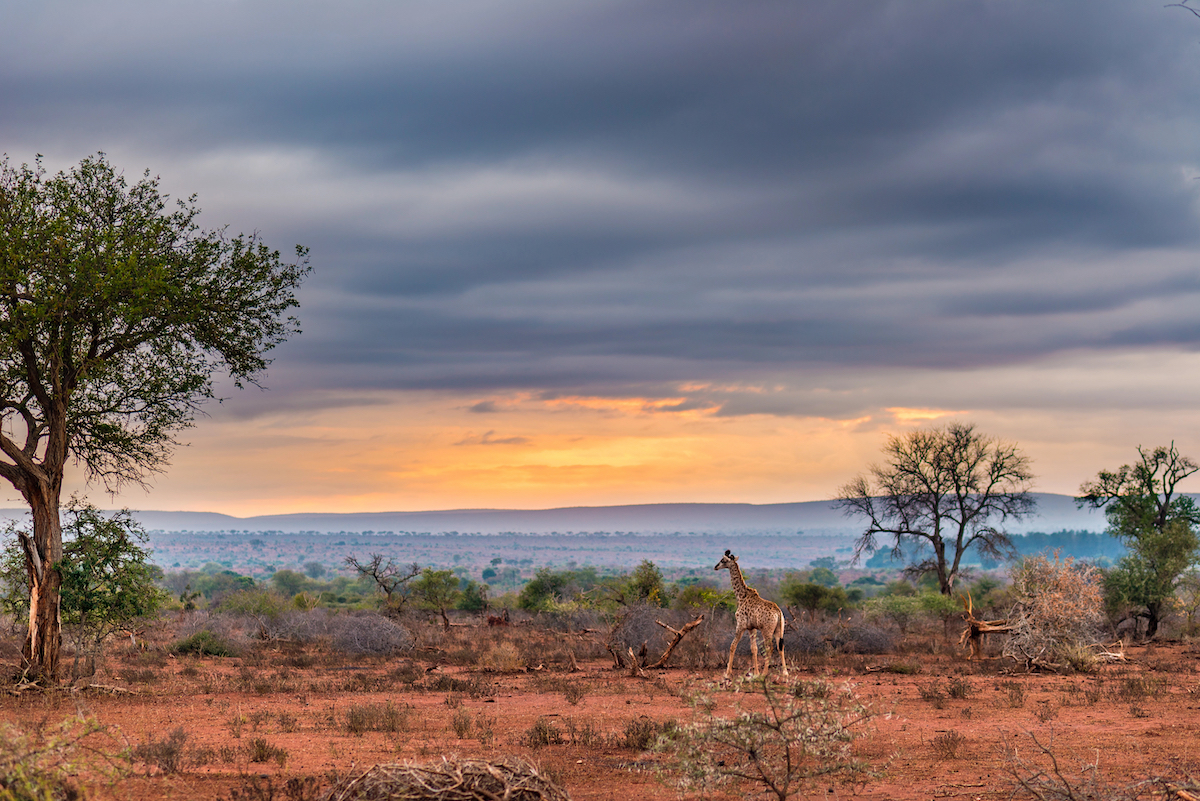 best african safari tours