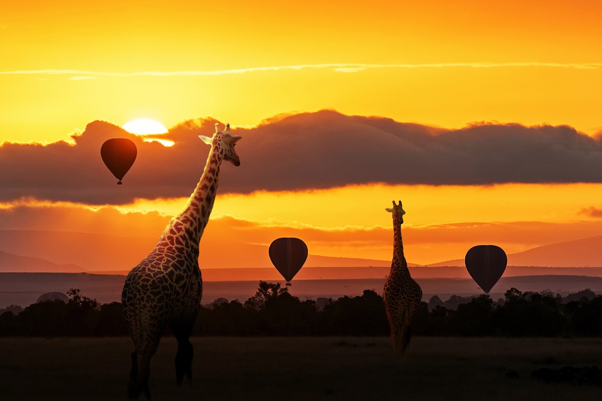 african safari pictures