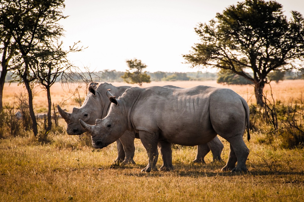 south african safari