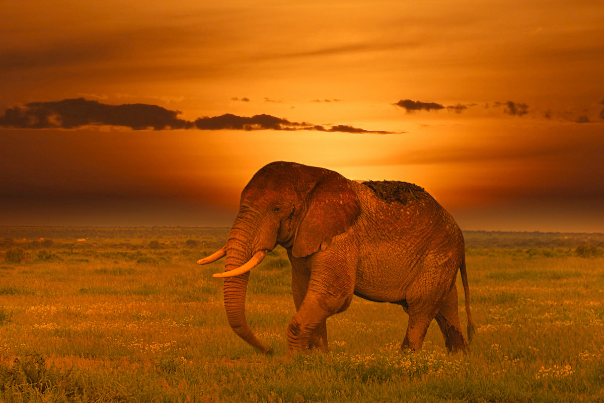 16 African Safari Aesthetic Shots To Inspire Your Trip