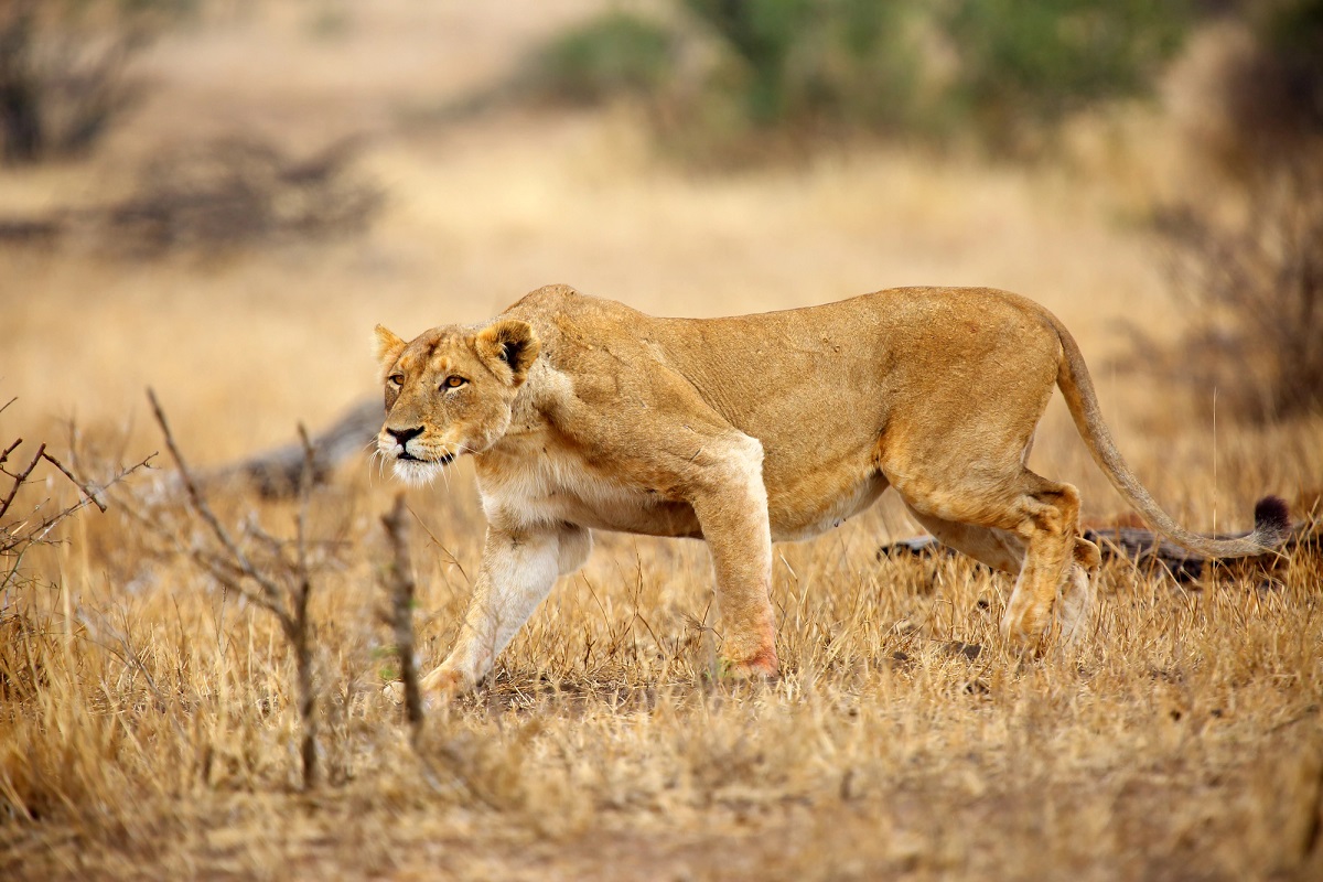 african safari pictures