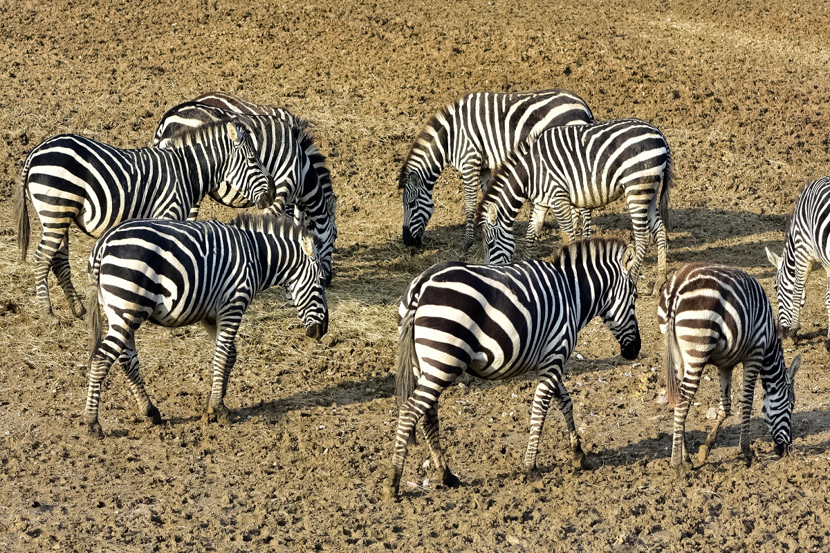 african safari pictures