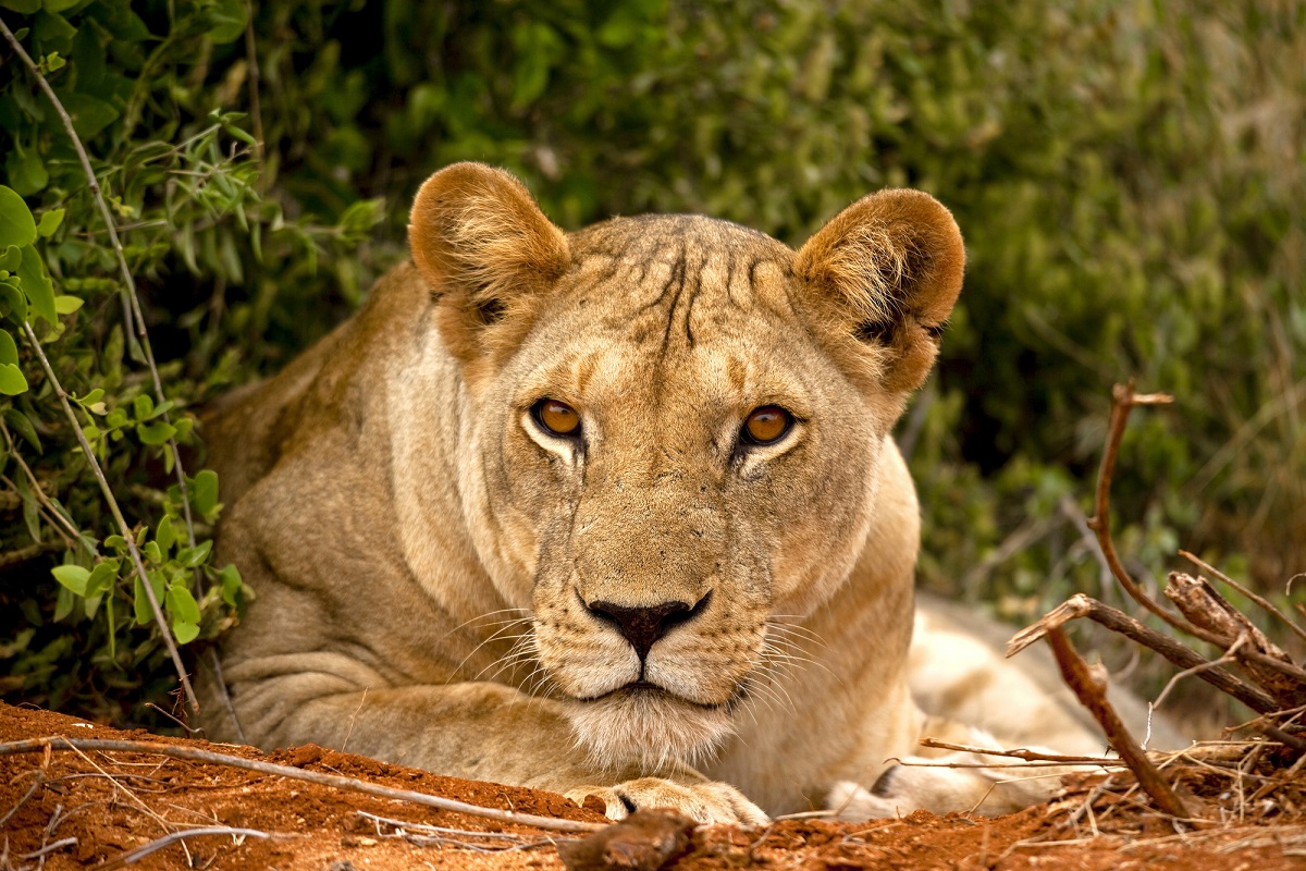 african safari pictures
