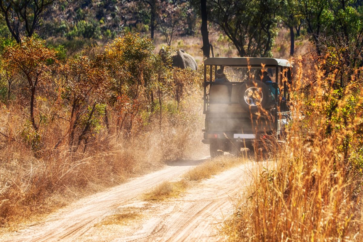 african safari theme