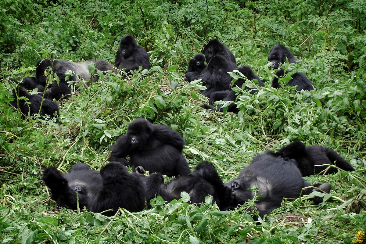 african safari