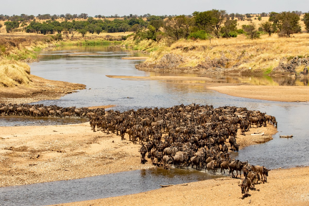 african safari