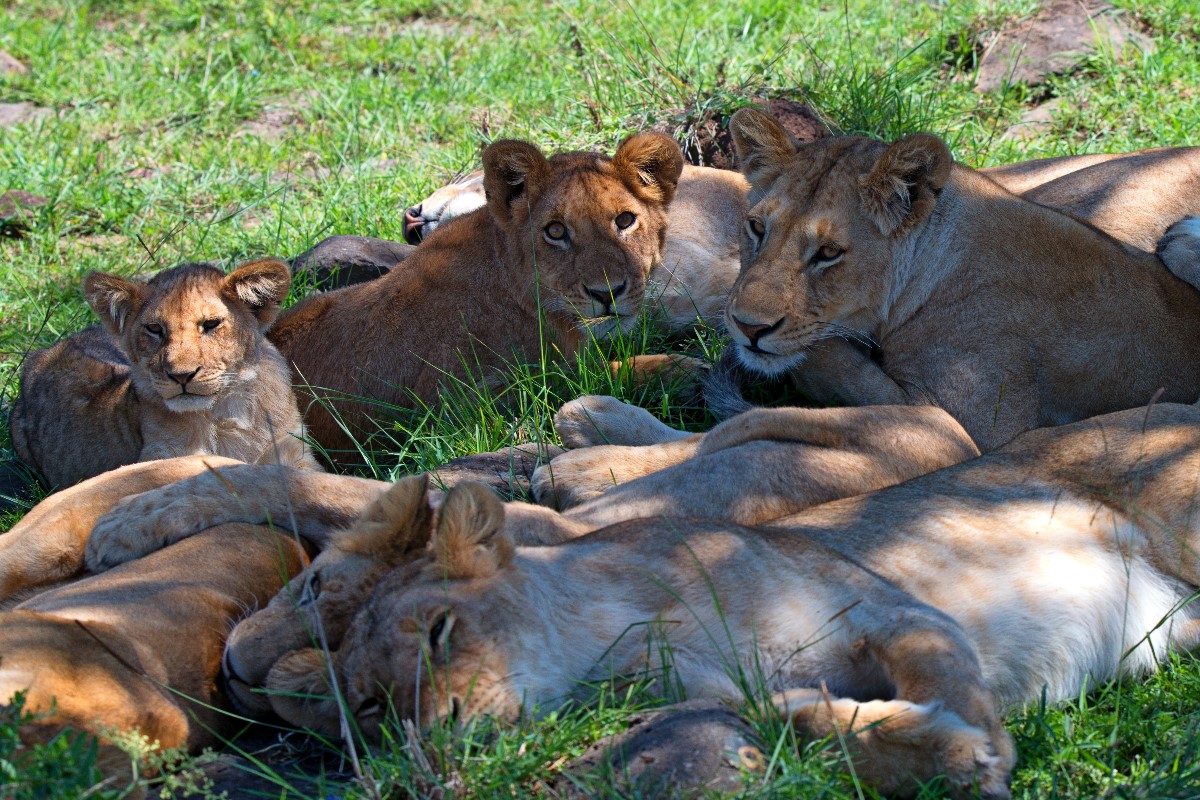 african safari aesthetic