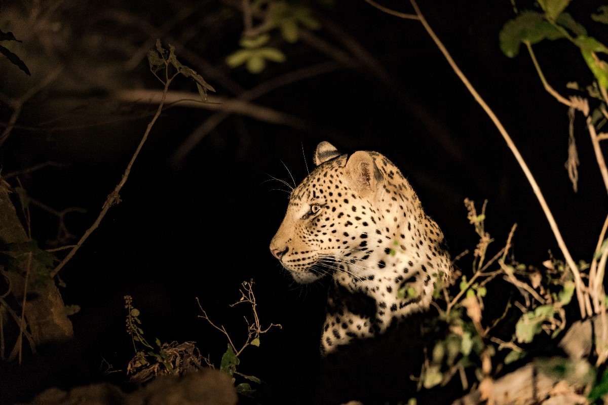 african safari
