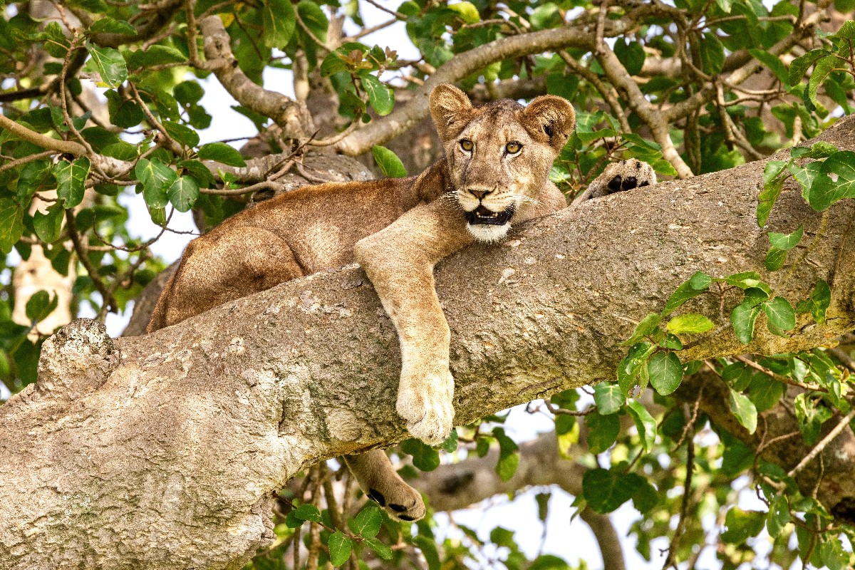 african safari