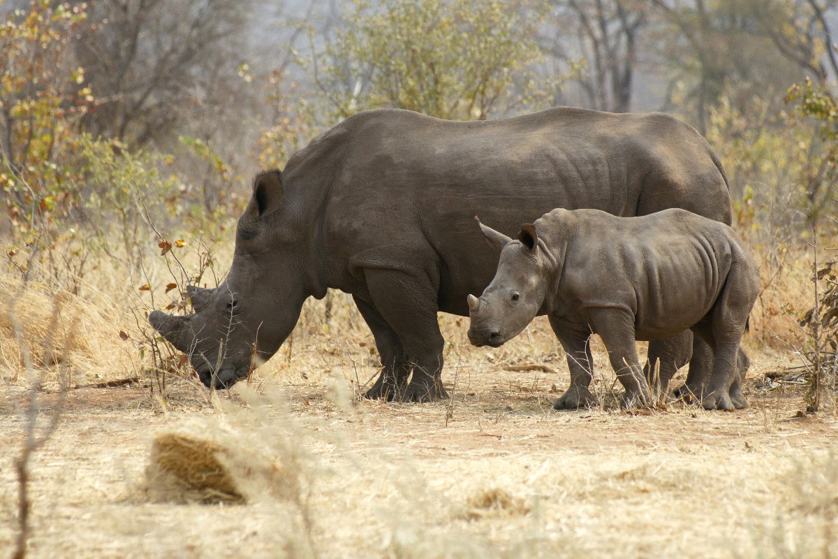 african safari