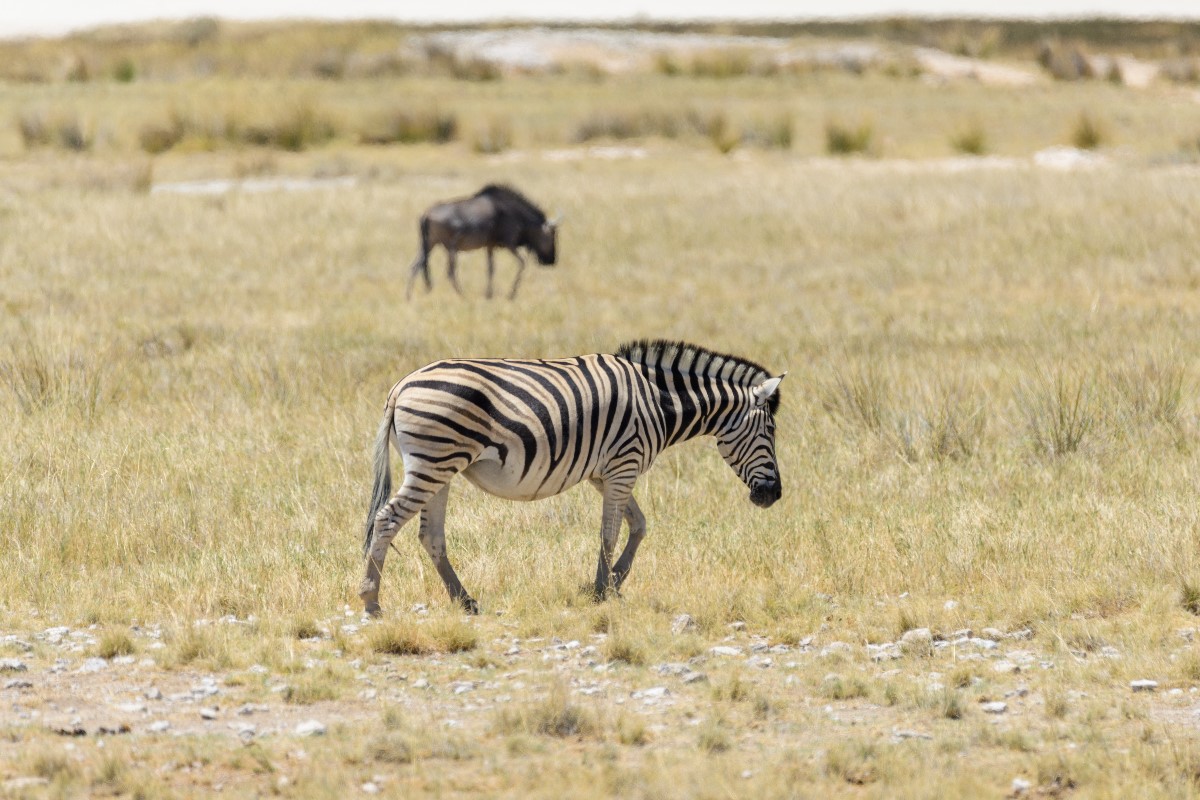 african safari